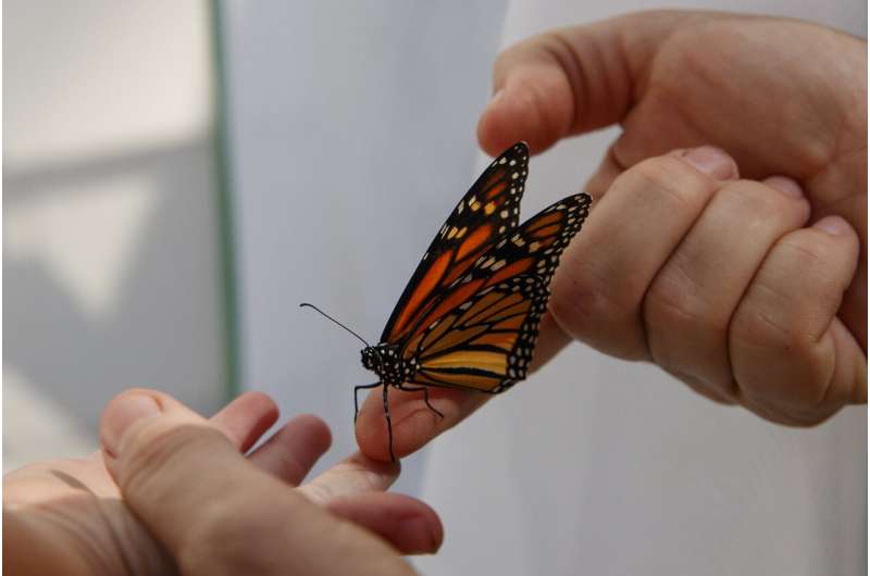 Goodbye monarchs? Protection changes may imperil butterflies