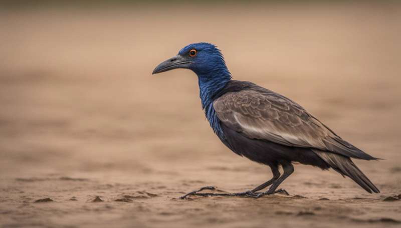 How climate change could affect some of West Africa's iconic bird species