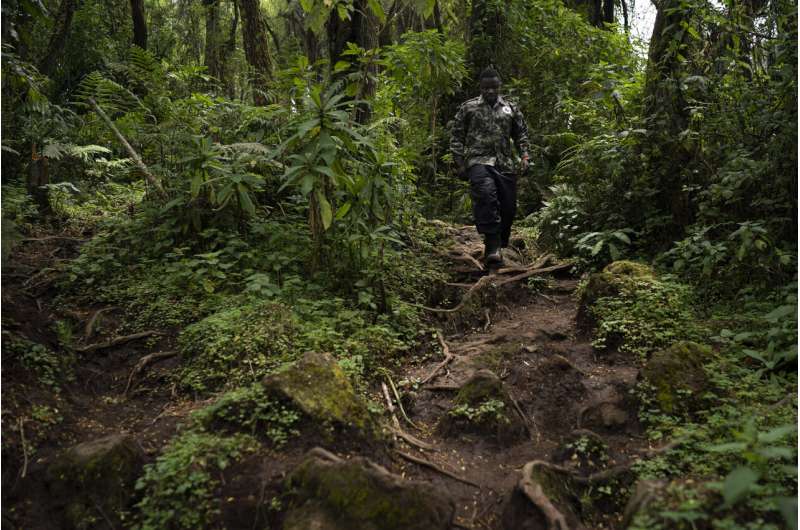 How do you save endangered gorillas? With lots of human help
