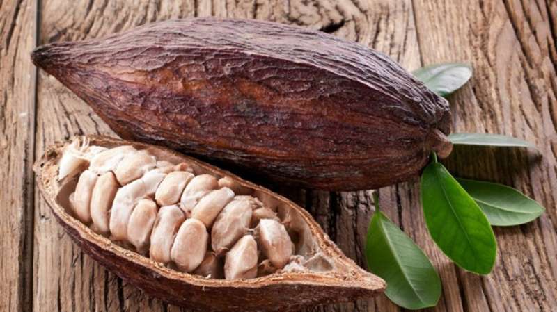 Improving the cacao genome and phytozome