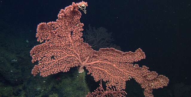 Learning how to restore deep-sea coral communities