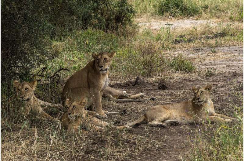 Lions kill cattle, so people kill lions. Can the cycle end?