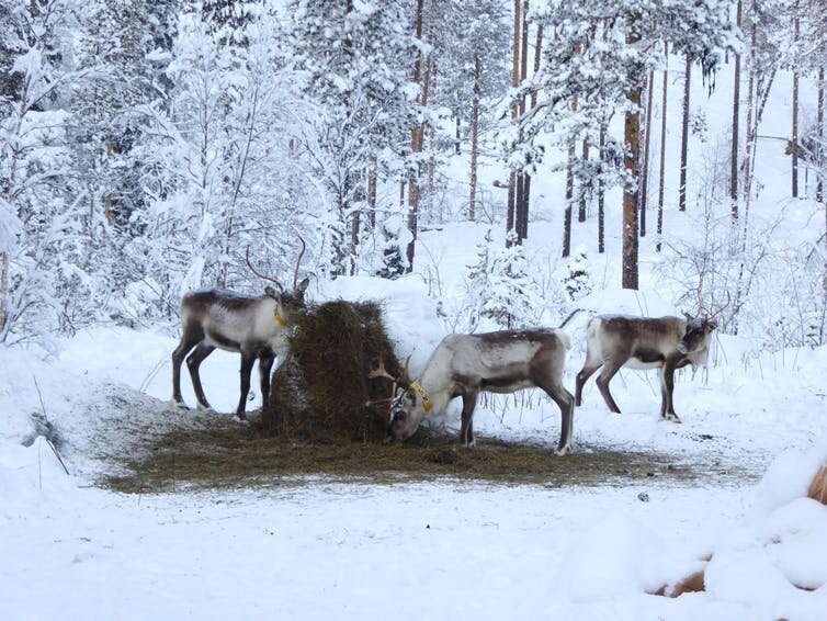 Mass starvation of reindeer linked to climate change and habitat loss