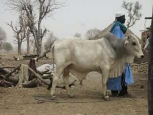 Mixing science with tradition among Burkina Faso’s migratory herders