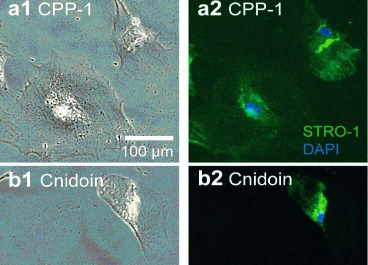 New class of crosslinker-free nanofiber biomaterials from Hydra nematocyst proteins