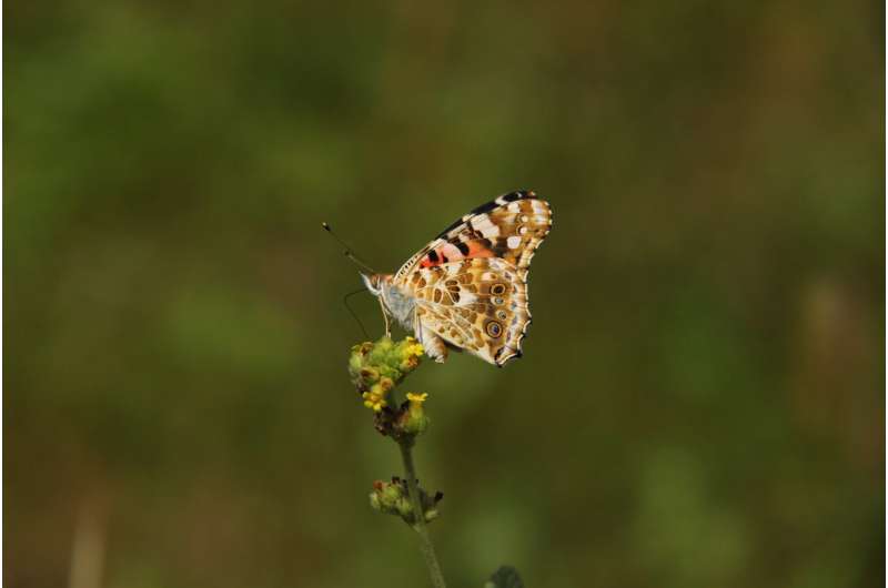 New model predicts Painted Lady butterfly migrations based on breeding sites data