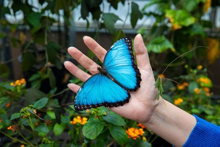 Researcher reveals hidden world through the eyes of butterflies