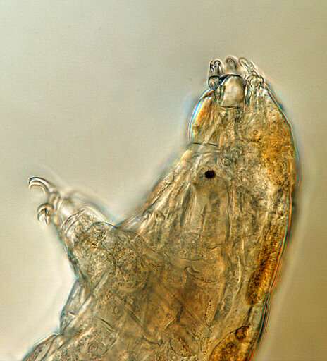 Science Says: Tiny 'water bears' can teach us about survival