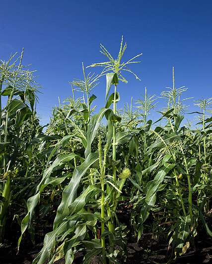 Scientists discover new 'architecture' in corn