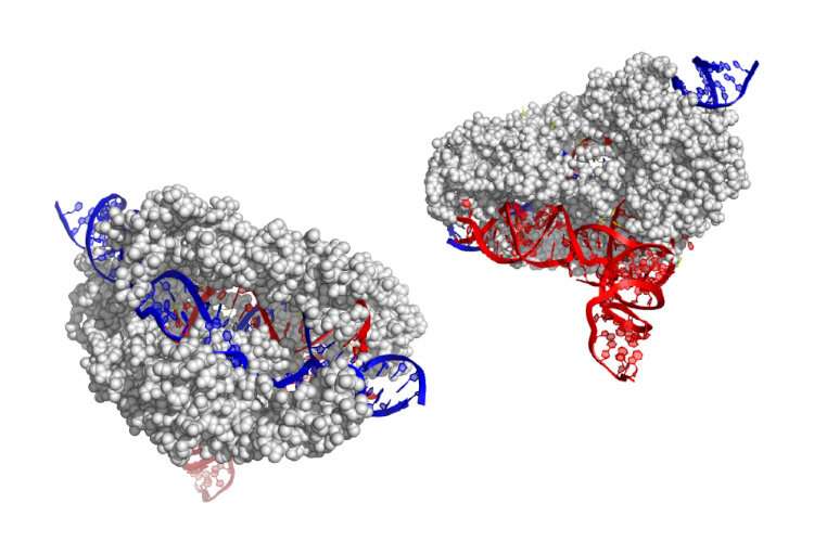 Scientists find new and smaller CRISPR gene editor: CasX