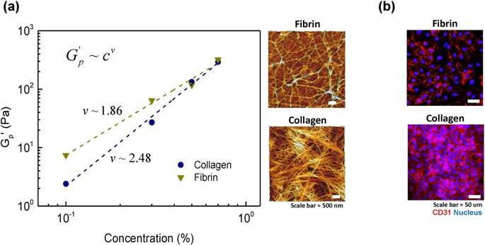 **Semi-flexible model-based analysis of cell adhesion to hydrogels