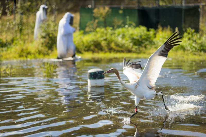 Significant milestone in whooping crane recovery