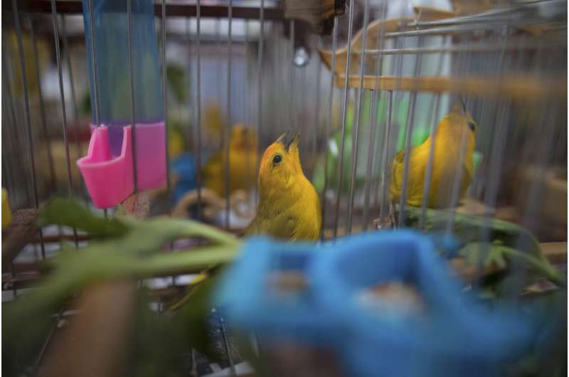 Songbirds silenced as Colombia fights wildlife trafficking