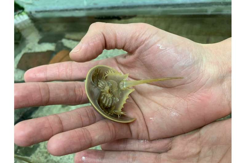 Study confirms horseshoe crabs are really relatives of spiders, scorpions