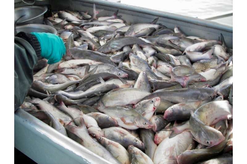 Study shows invasive blue catfish can tolerate high salinities