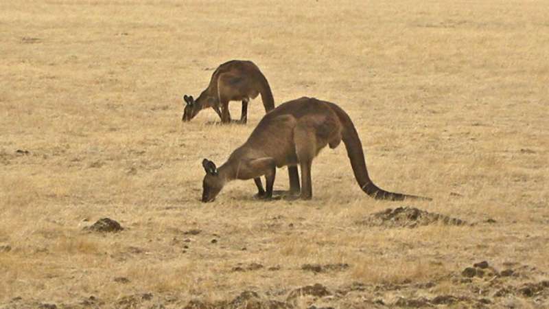 Study suggests better method to manage kangaroo populations