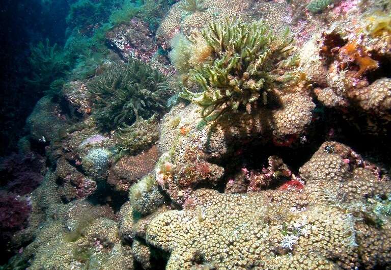 The discovery means there is a narrow window of opoprtunity to prevent coral reefs from going extinct as a result of climate cha