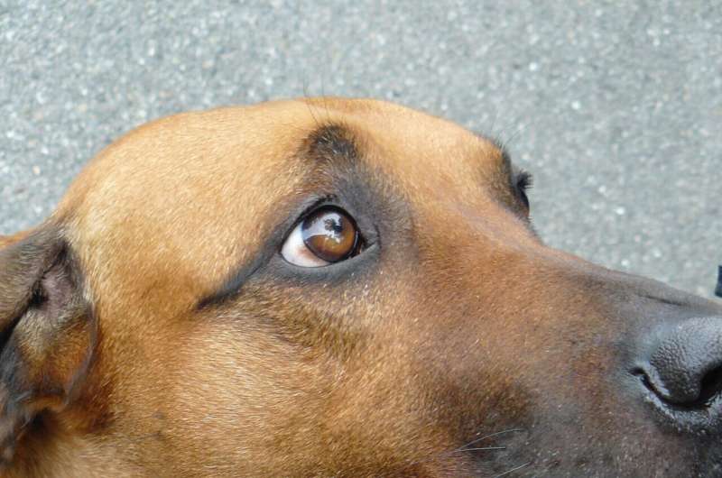 The evolution of puppy dog eyes