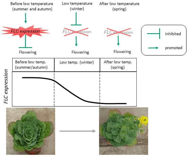 The mechanism that controls Chinese cabbage flowering