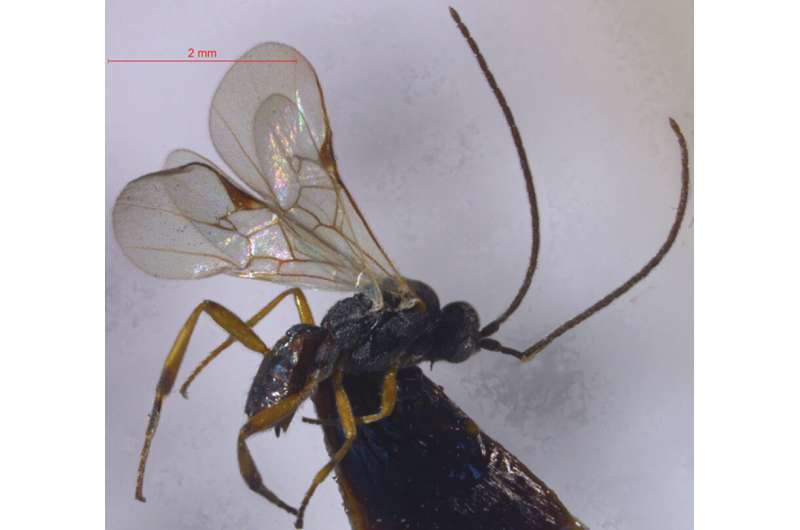 Two new species of parasitic wasps described from an altitude of over 3,400 m in Tibet