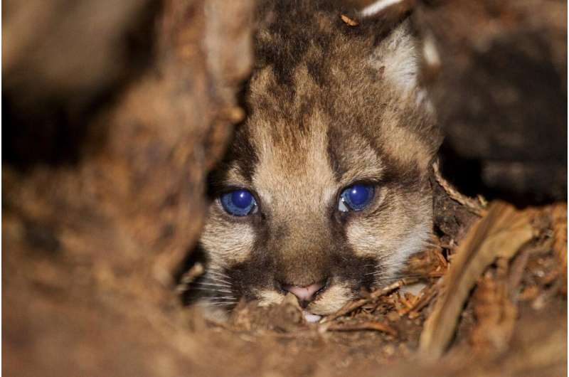 Whole genome sequencing could help save pumas from inbreeding