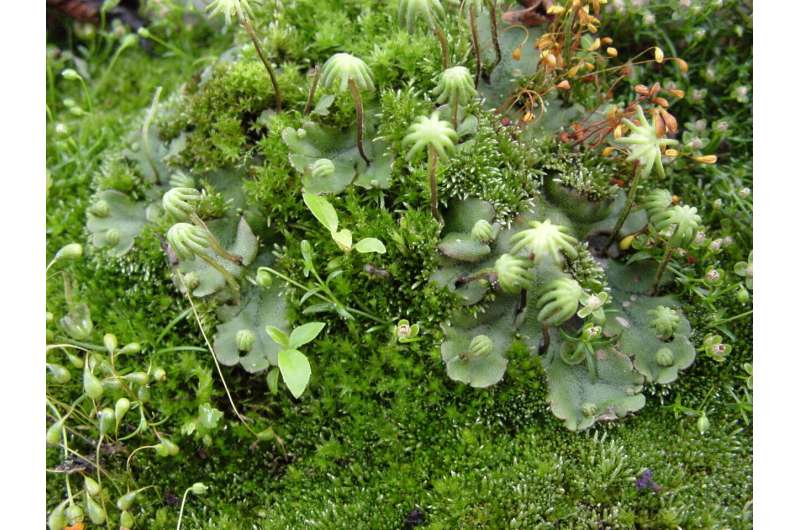 Scientists find new class of flavonoid pigments in liverworts