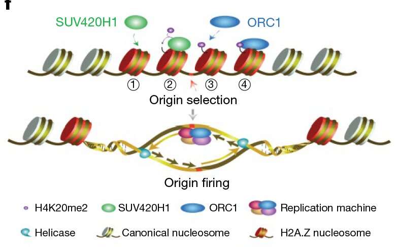 Scientists reveal function of histone variant H2A.Z in DNA replication selection