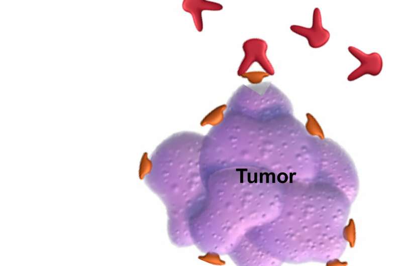 Researchers develop new one-two punch against melanoma in mouse model