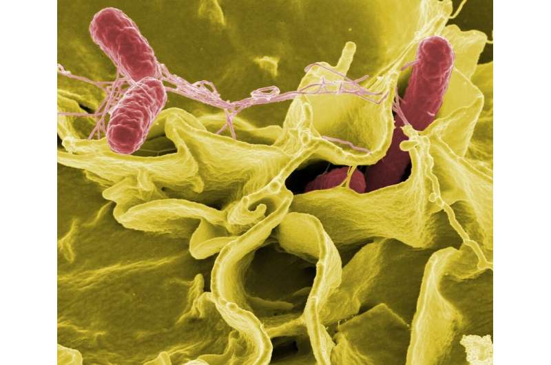 Study reveals the attack initiation mechanism of predatory bacteria