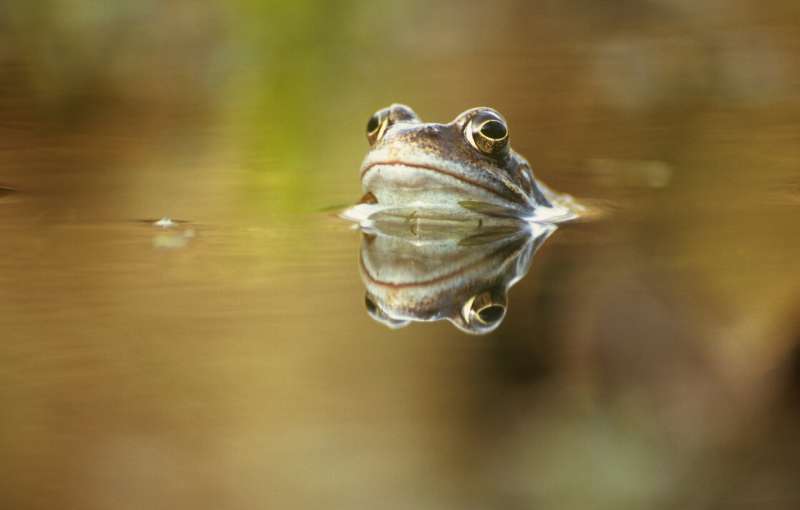 Climate change responsible for severe infectious disease in UK frogs
