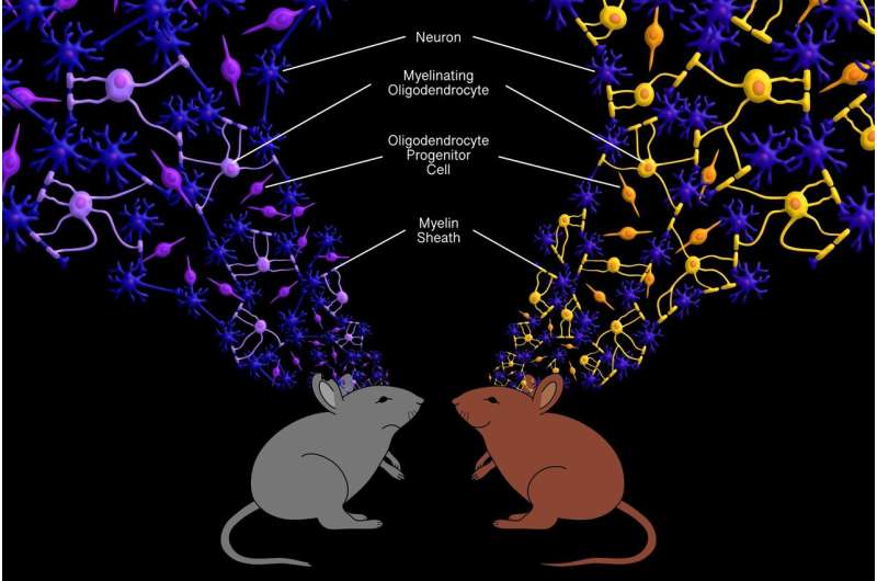 Researchers identify glial cells as critical players in brain's response to social stress