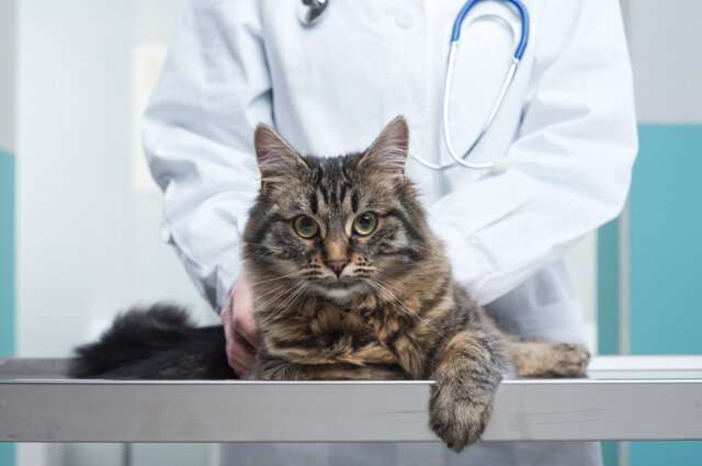 A Better Way to Screen Cats for Heart Disease