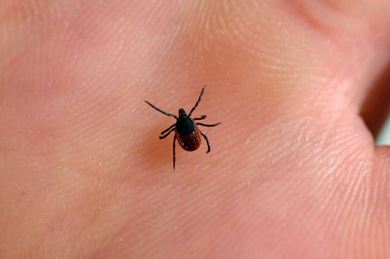 A picture taken at the French National Institute of Agricultural Research (INRA) in Maison-Alfort, on July 20, 2016 shows a tick