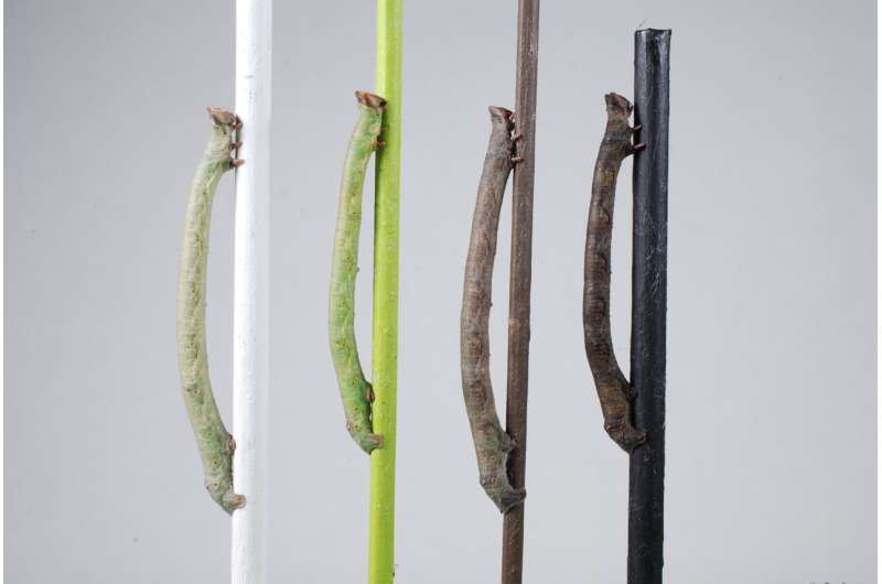 Caterpillars of the peppered moth perceive color through their skin