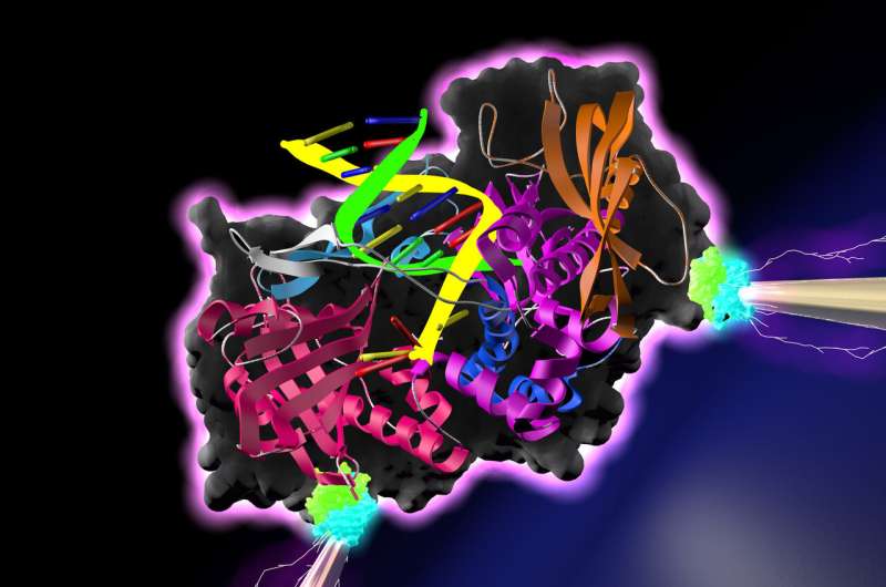 Electrifying science: New study describes conduction through proteins