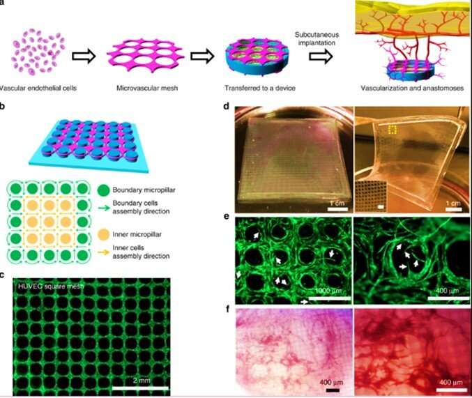 Engineering biomimetic microvascular meshes for subcutaneous islet transplantation