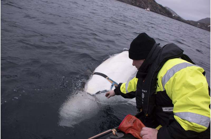 Enigmatic Beluga whale off Norway so tame people can pet it
