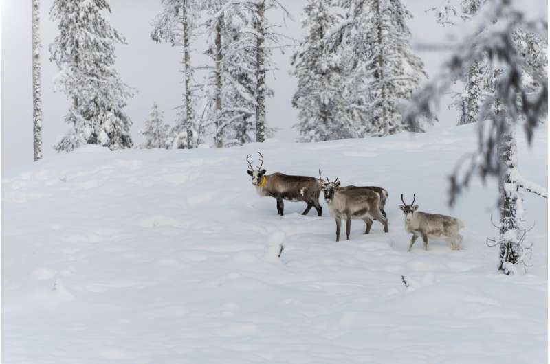 In Sweden's Arctic, global warming threatens reindeer herds