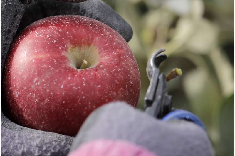 Move over, Honeycrisp: New apple to debut at grocery stores