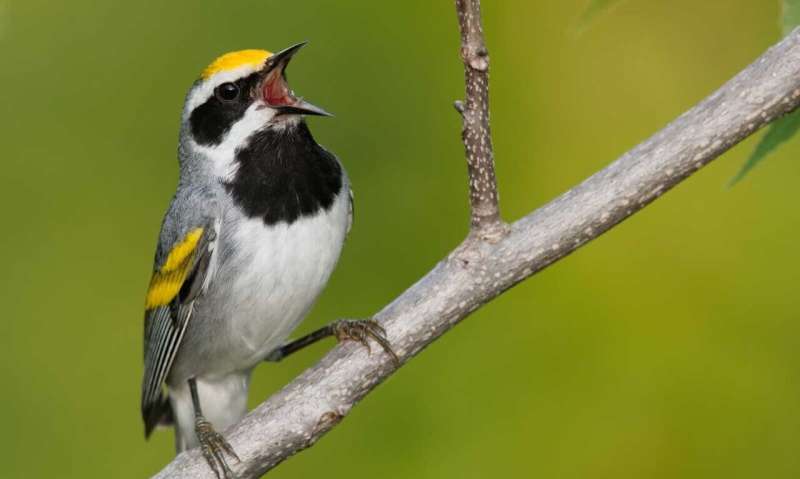 New insights into genetic basis of bird migration