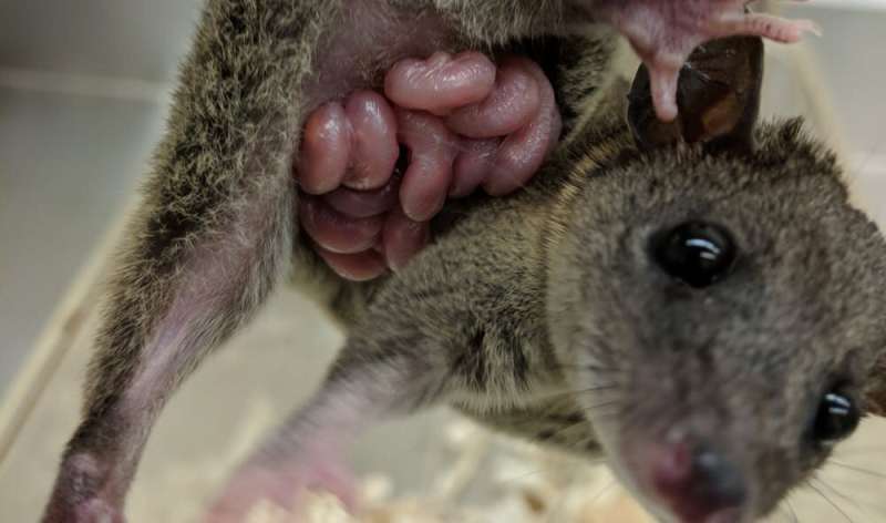 New research could lead to a pregnancy test for endangered marsupials