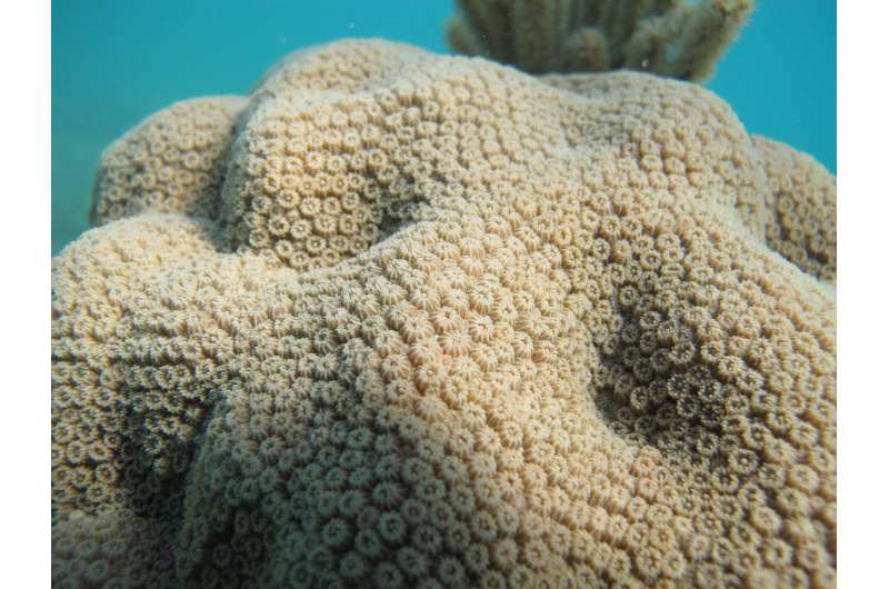 New study finds distinct microbes living next to corals