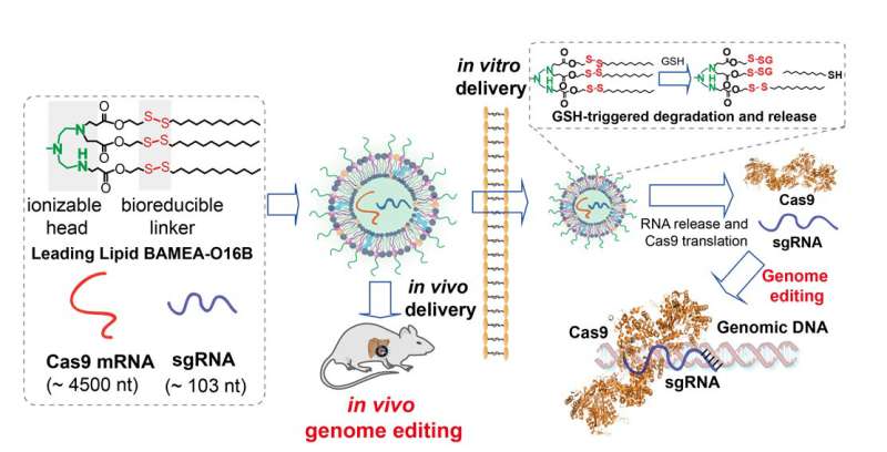 Novel nanoparticles deliver CRISPR gene editing tools into the cell with much higher efficiency