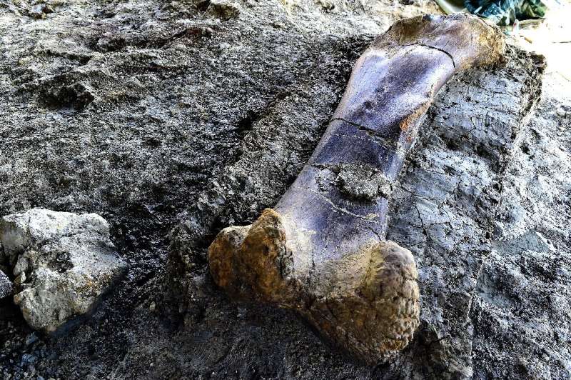 Scientists say the femur might have belonged to a gigantic sauropod