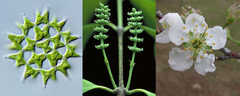 Study provides framework for 1 billion years of green plant evolution
