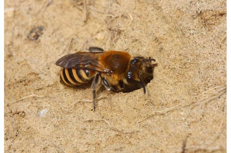 Study sheds light on 'overlooked' bee species