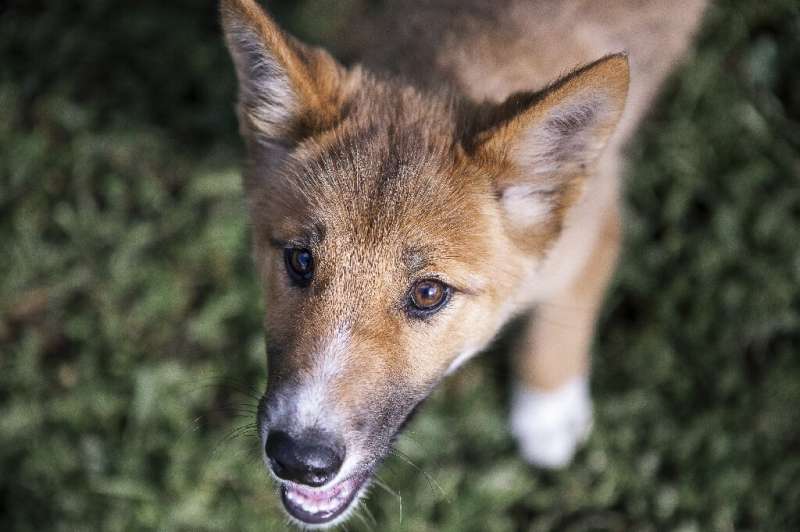 The discovery after DNA testing that Wandi is 100 percent purebred dingo has given experts new hope for the maligned species. Mo