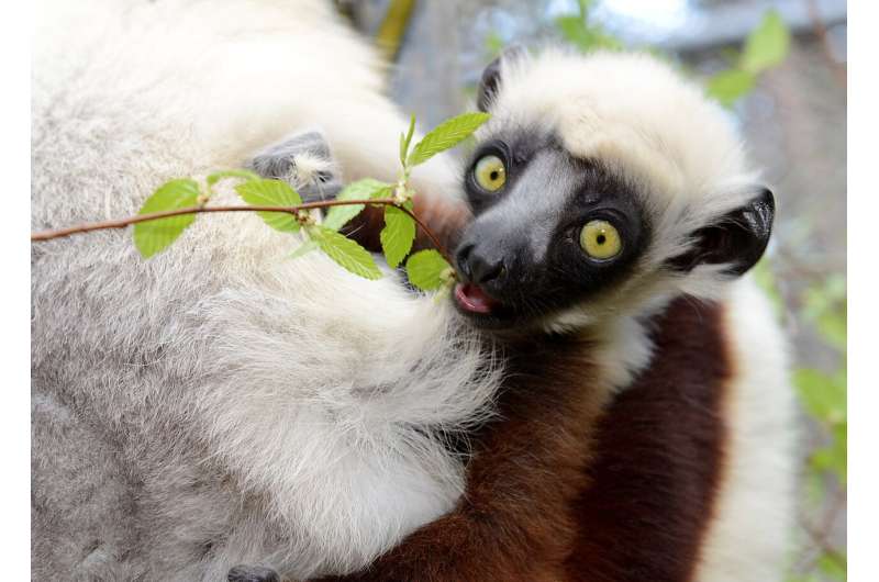 The surprising reason why some lemurs may be more sensitive to forest loss