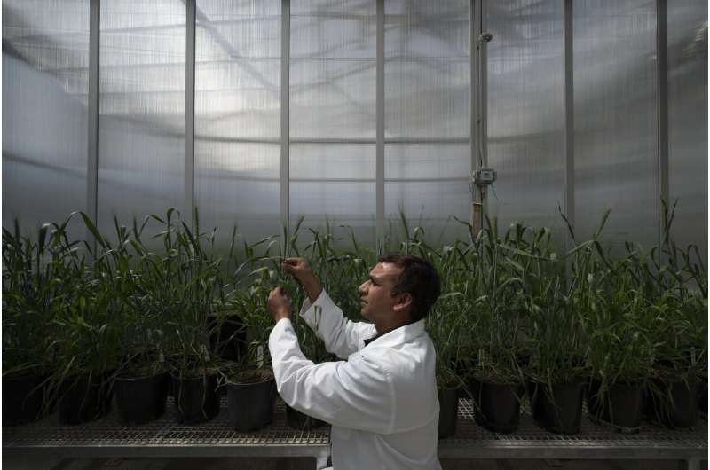 Scientists find new way to develop drought-resilient crops