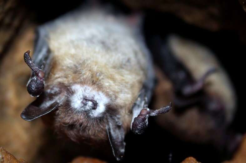 Researchers find that probiotic bacteria reduces the impact of white-nose syndrome in bats
